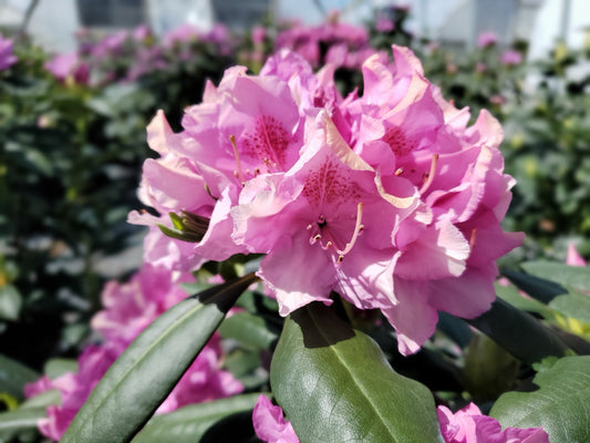 Roseum Elegans | Rhododendron