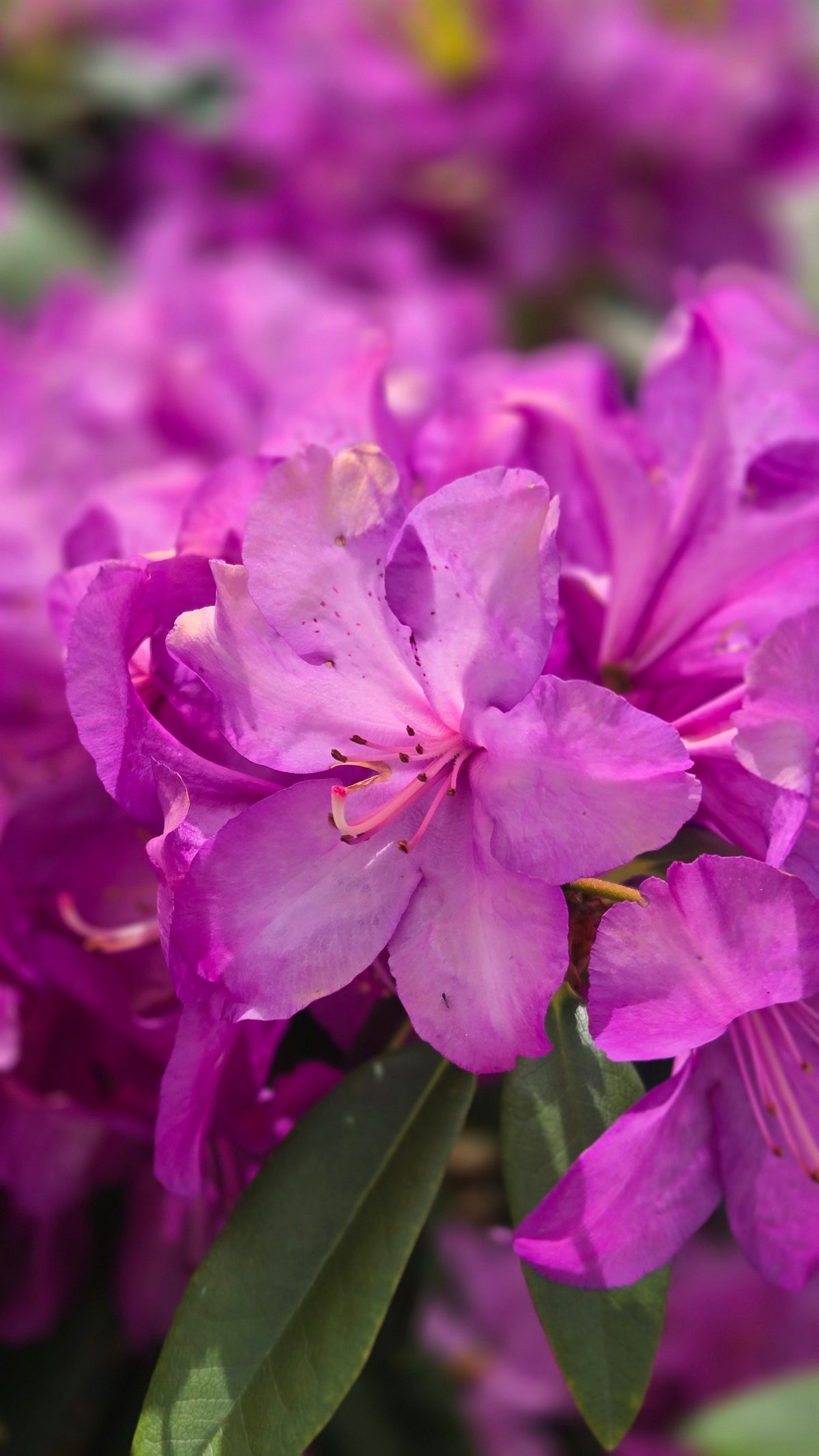 Purple Passion Rhododendron (Rhododendron 'Purple Passion')