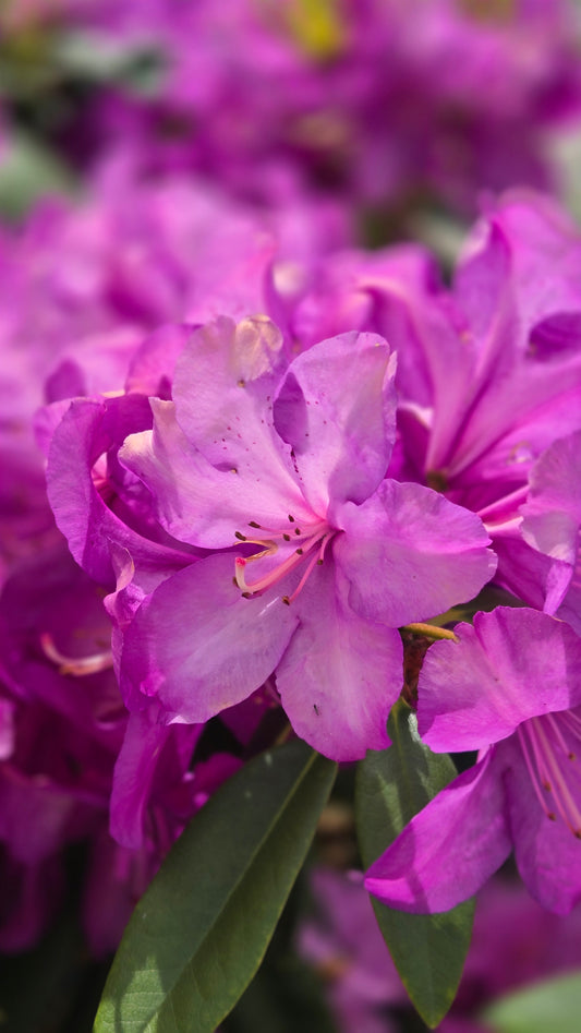 Purple Passion Rhododendron (Rhododendron 'Purple Passion')