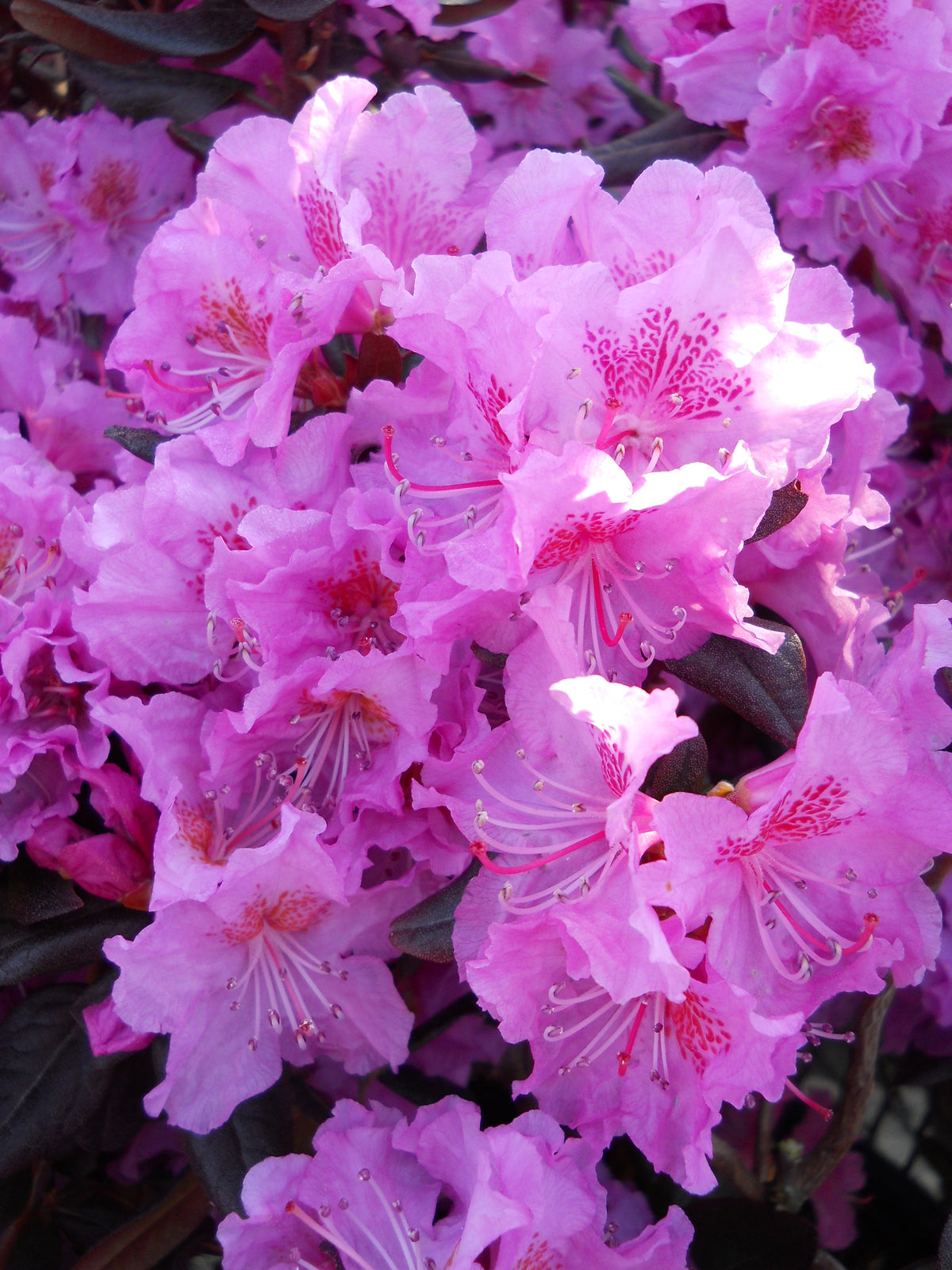 Midnight Ruby Rhododendron (Rhododendron x 'Midnight Ruby')