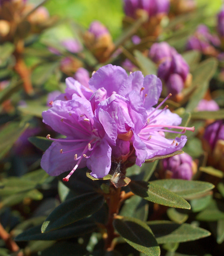 Purple Gem | Rhododendron