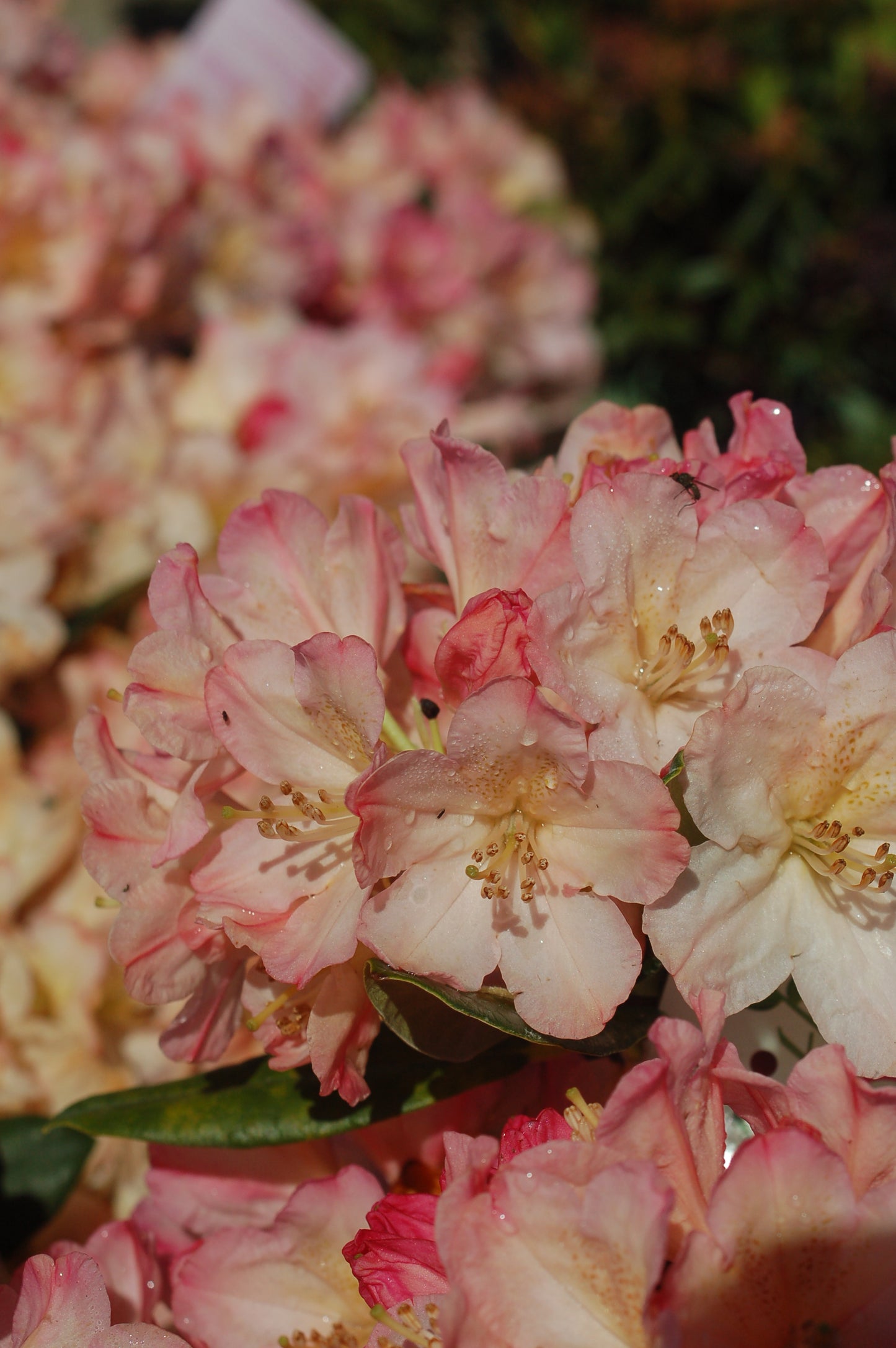 Percy Wiseman | Rhododendron