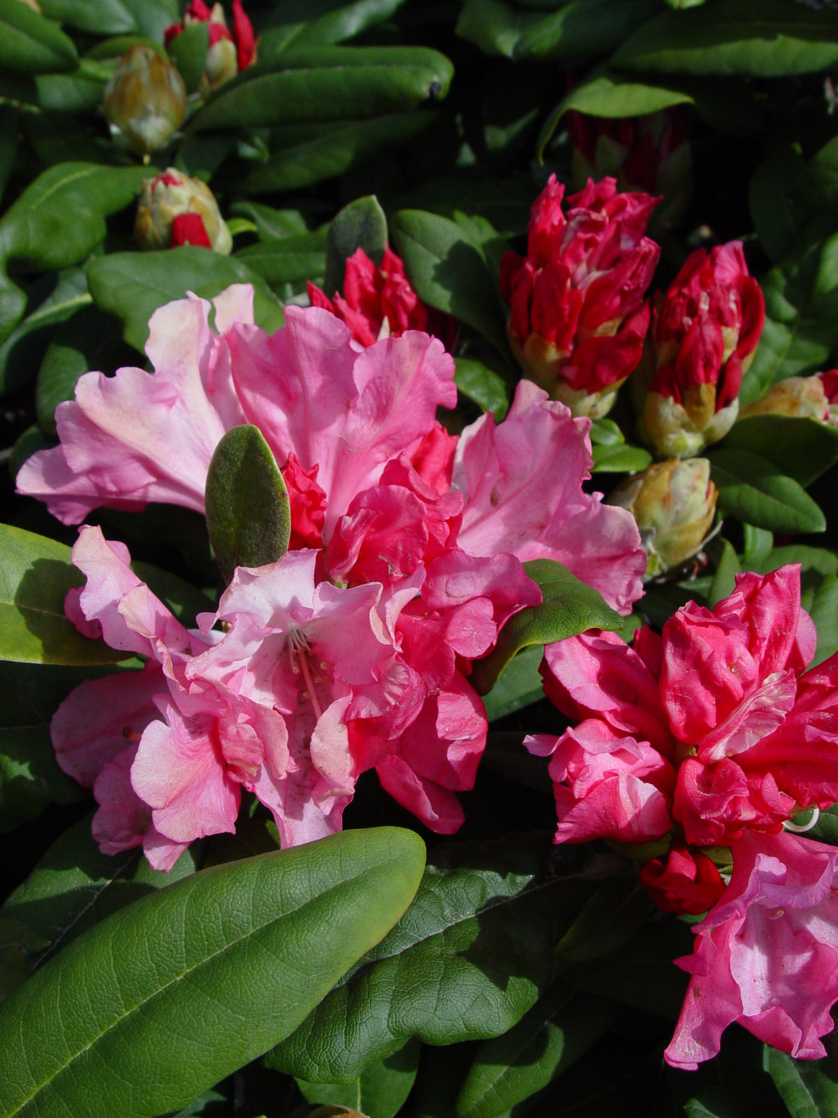 Yaku Prince | Rhododendron