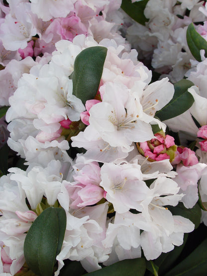 Yak Princess | Rhododendron