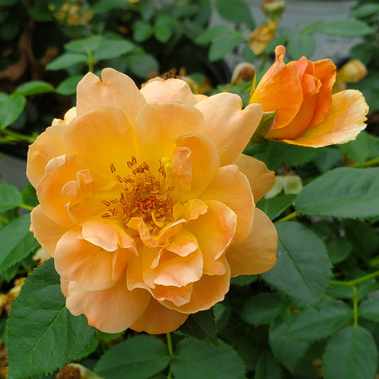 At Last® Landscape Rose