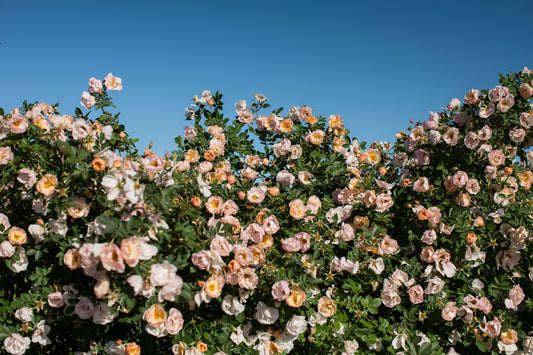 Above and Beyond™ Rose - photo 2