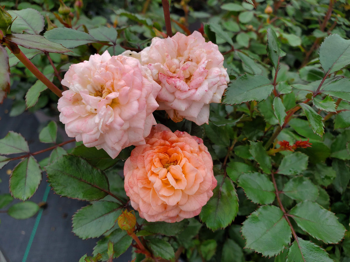 Drift® Apricot Rose (Rosa 'Drift Apricot')