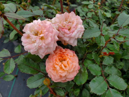 Drift® Apricot Rose (Rosa 'Drift Apricot')