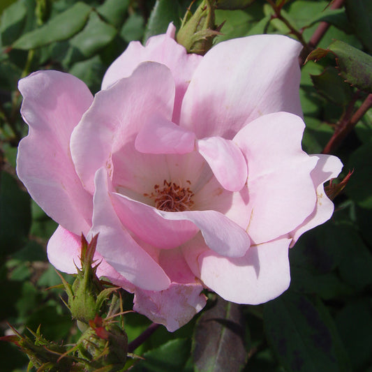 Knock Out® Blushing | Rose