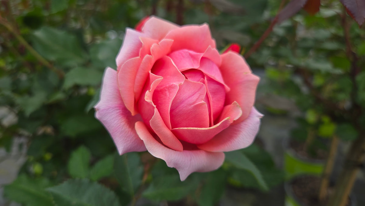 Knock Out® Coral Rose (Rosa 'Coral Knock Out')
