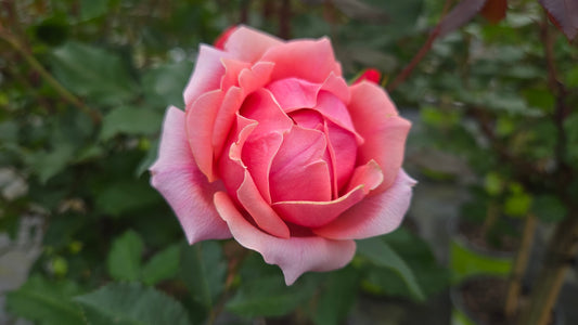 Knock Out® Coral Rose (Rosa 'Coral Knock Out')