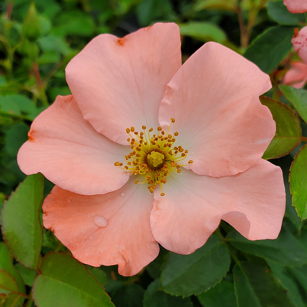 Flower Carpet® Coral Groundcover Rose (Rosa 'Flower Carpet Coral')