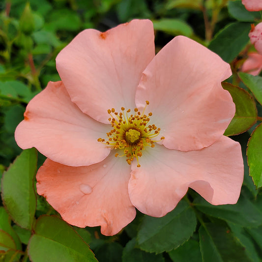 Flower Carpet® Coral | Groundcover Rose