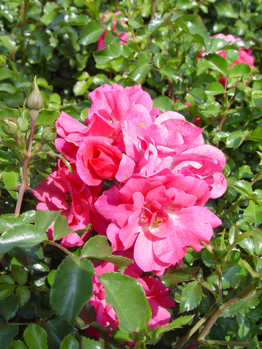 Flower Carpet® Pink | Rose