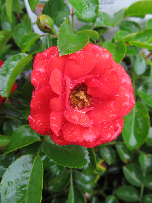 Flower Carpet® Scarlet | Groundcover Rose