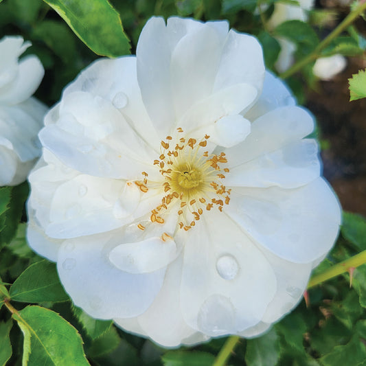 Flower Carpet® White | Groundcover Rose