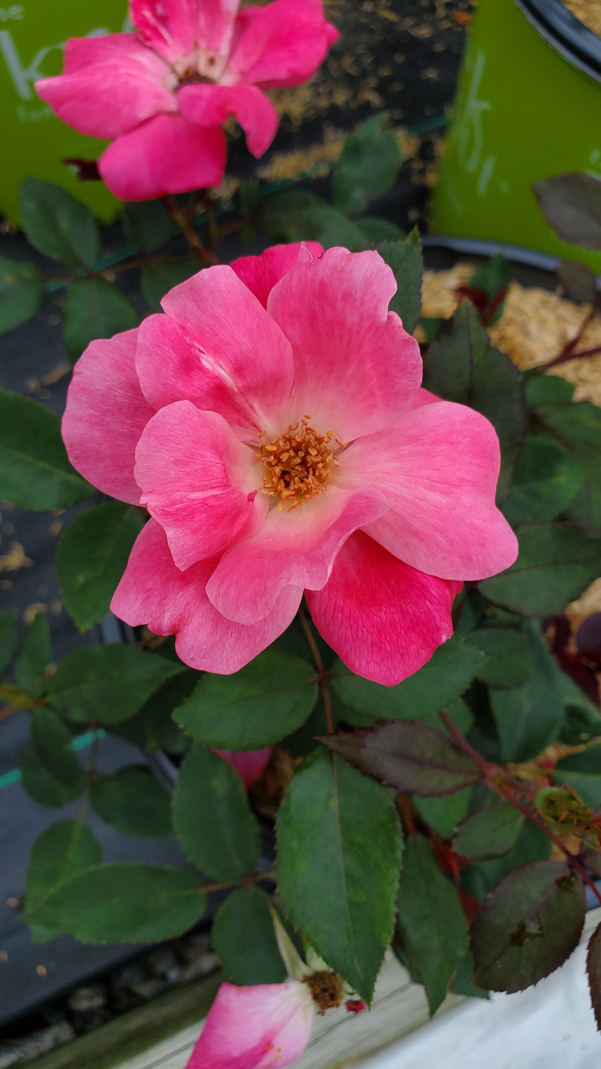 Knock Out® Pink Rose (Rosa 'Pink Knock Out')