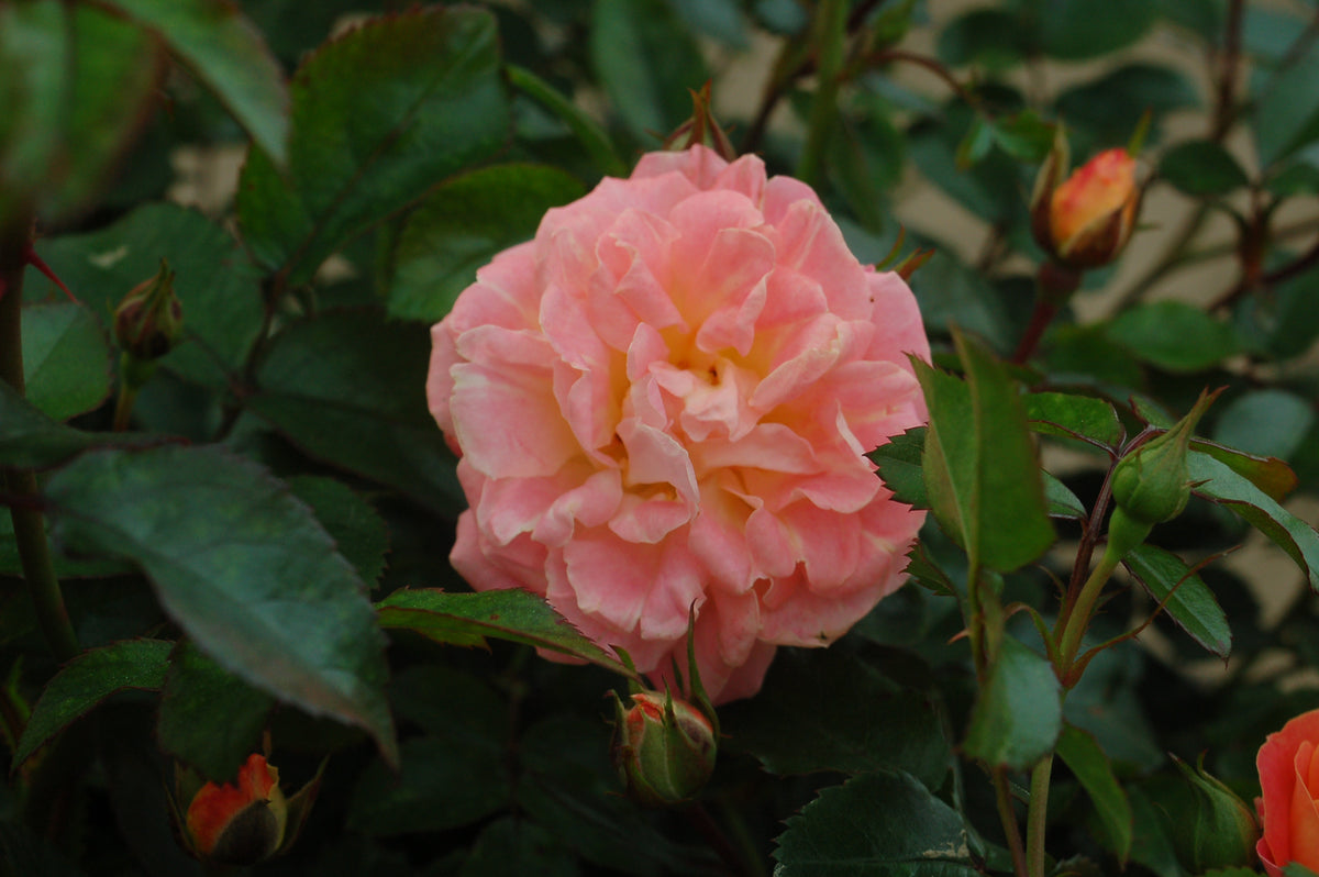 Drift® Peach Rose (Rosa 'Drift Peach')