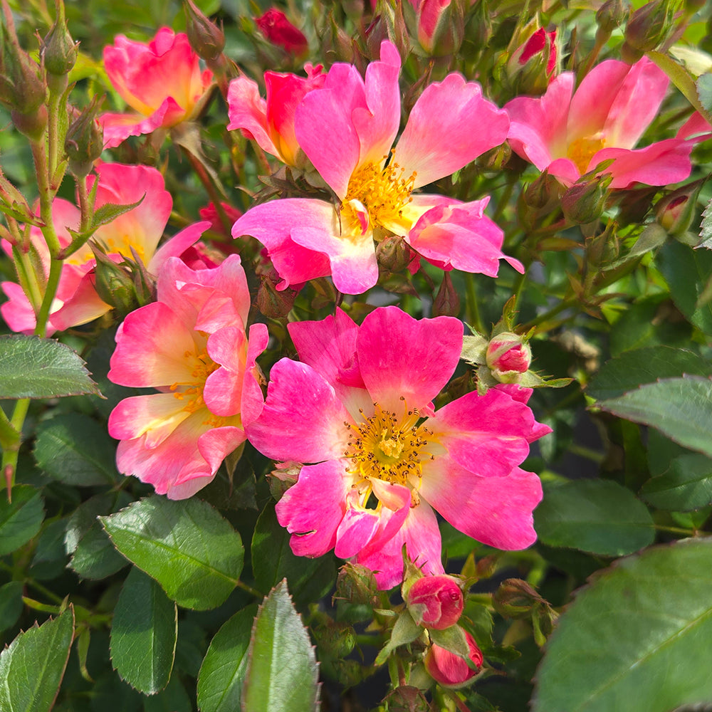Drift® Pink Rose (Rosa 'Drift Pink')