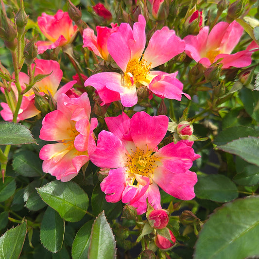 Drift® Pink Rose (Rosa 'Drift Pink')