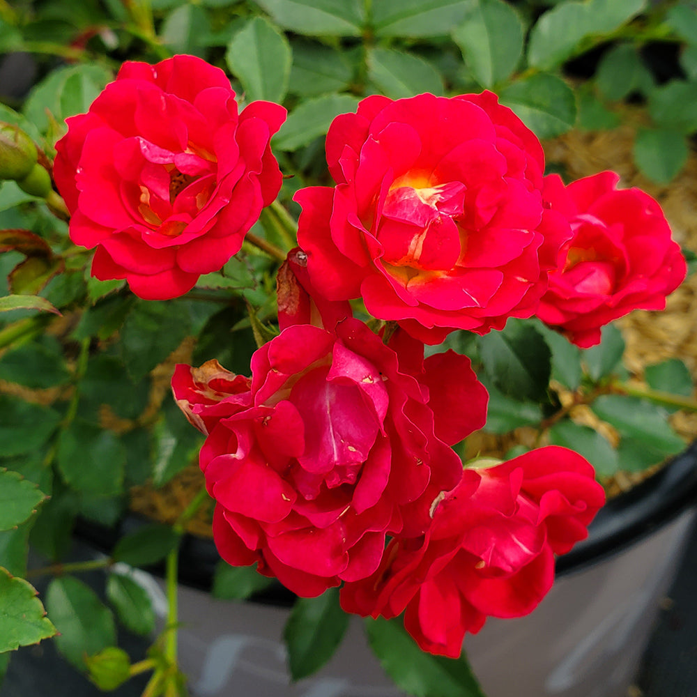 Drift® Red | Rose