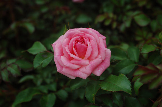Sweet Drift® | Groundcover Rose