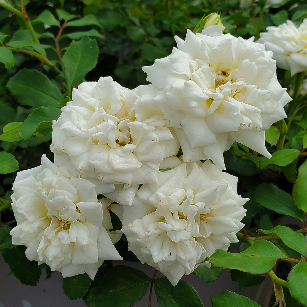 Drift® White Rose (Rosa 'Drift White')