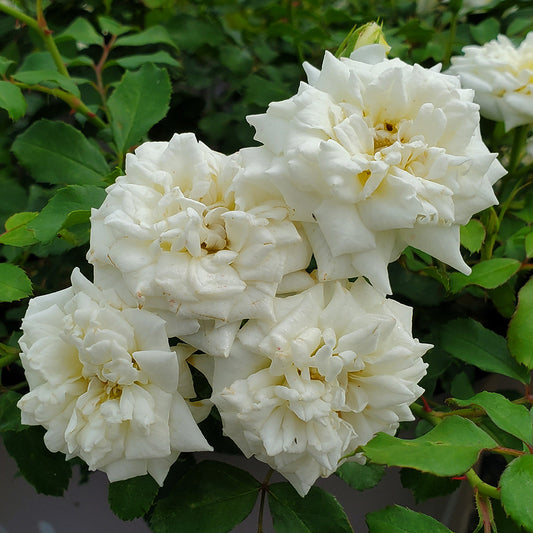 Drift® White Rose (Rosa 'Drift White')