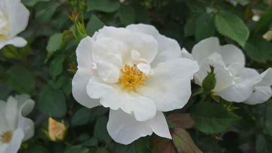 Knock Out® White Rose (Rosa 'White Knock Out')