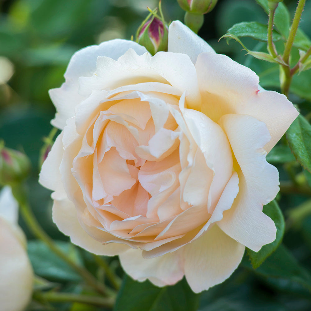 Wollerton Old Hall David Austin Rose (Rosa 'Wollerton Old Hall')