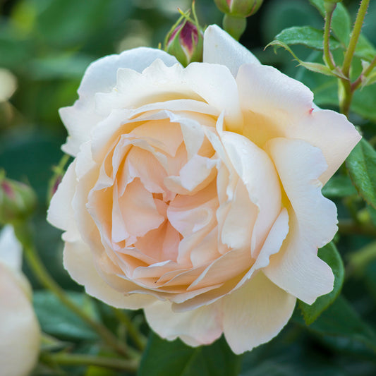 Wollerton Old Hall David Austin Rose (Rosa 'Wollerton Old Hall')