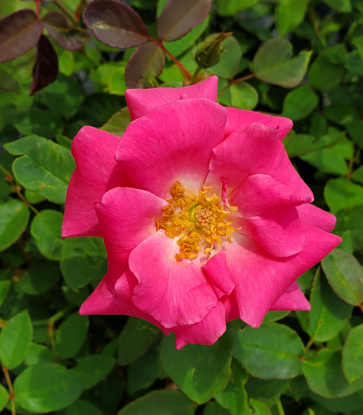 Zephirine Drouhin Climbing Rose (Rosa 'Zephirine Drouhin')