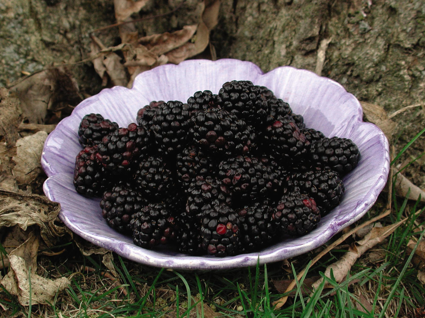 Chester | Thornless Blackberry