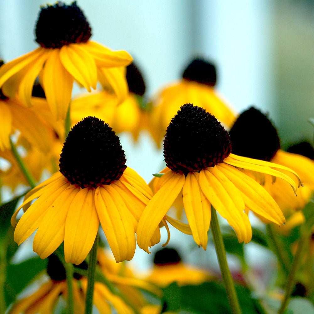 Goldsturm | Black-Eyed Susan