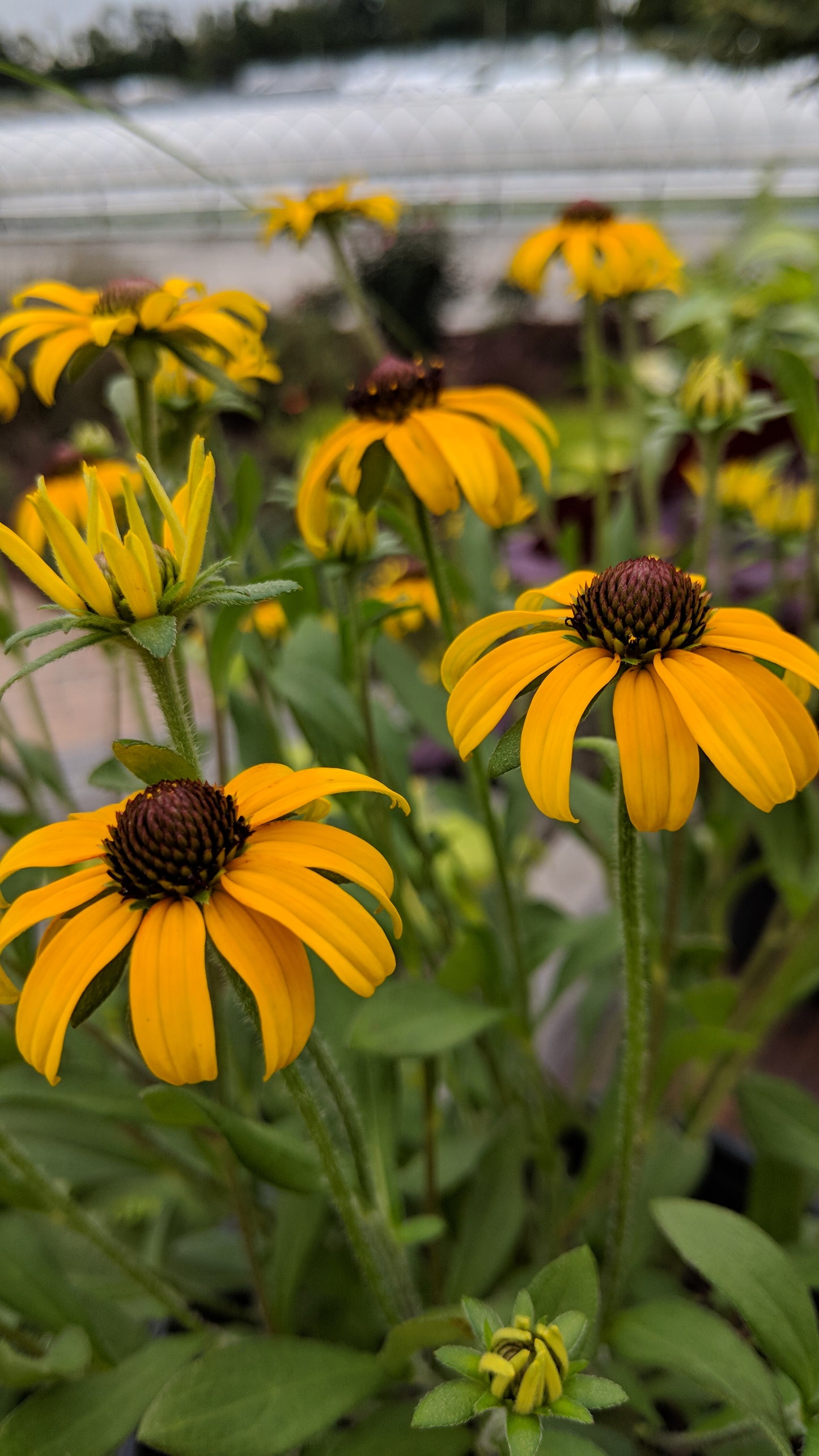 American Gold Rush | Black-Eyed Susan
