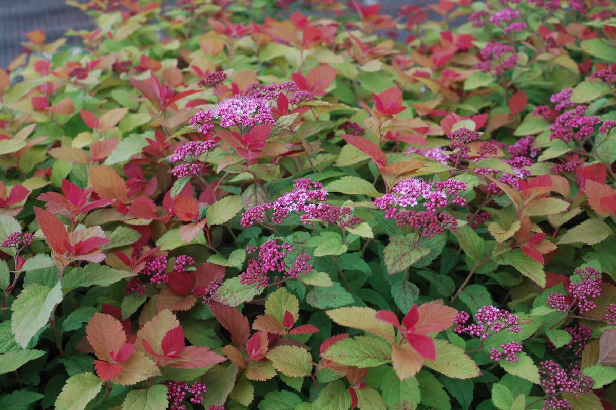 Double Play® Big Bang® Spirea (Spiraea Double Play® Big Bang®)
