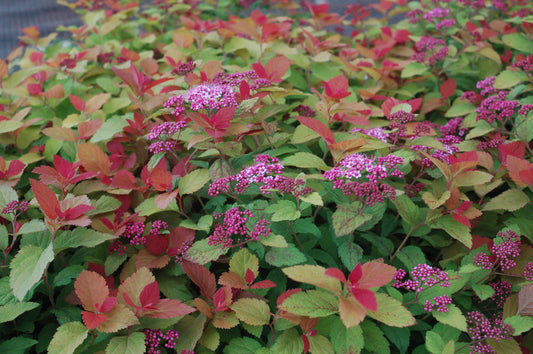 Double Play® Big Bang® Spirea (Spiraea Double Play® Big Bang®)