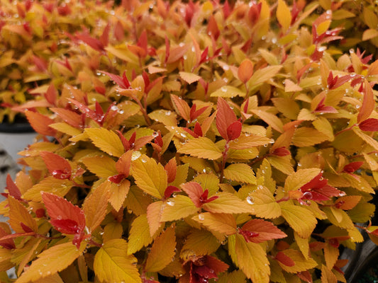 Double Play® Candy Corn® Spirea (Spiraea japonica Double Play® Candy Corn®)