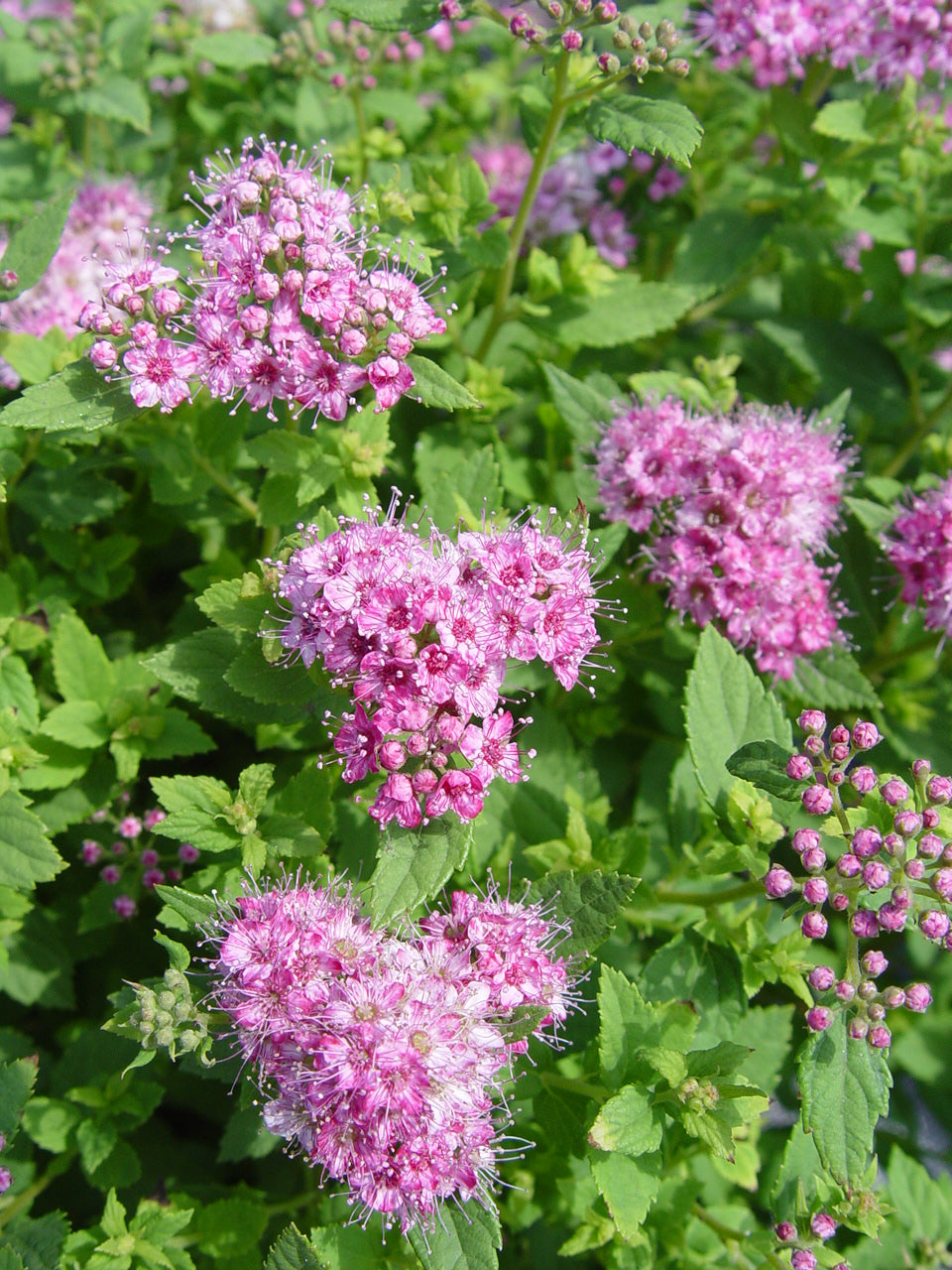 Little Princess Spirea (Spiraea japonica 'Little Princess')