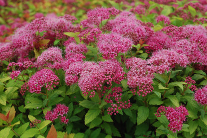 Magic Carpet Spiraea