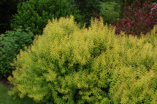 Mellow Yellow | Spirea
