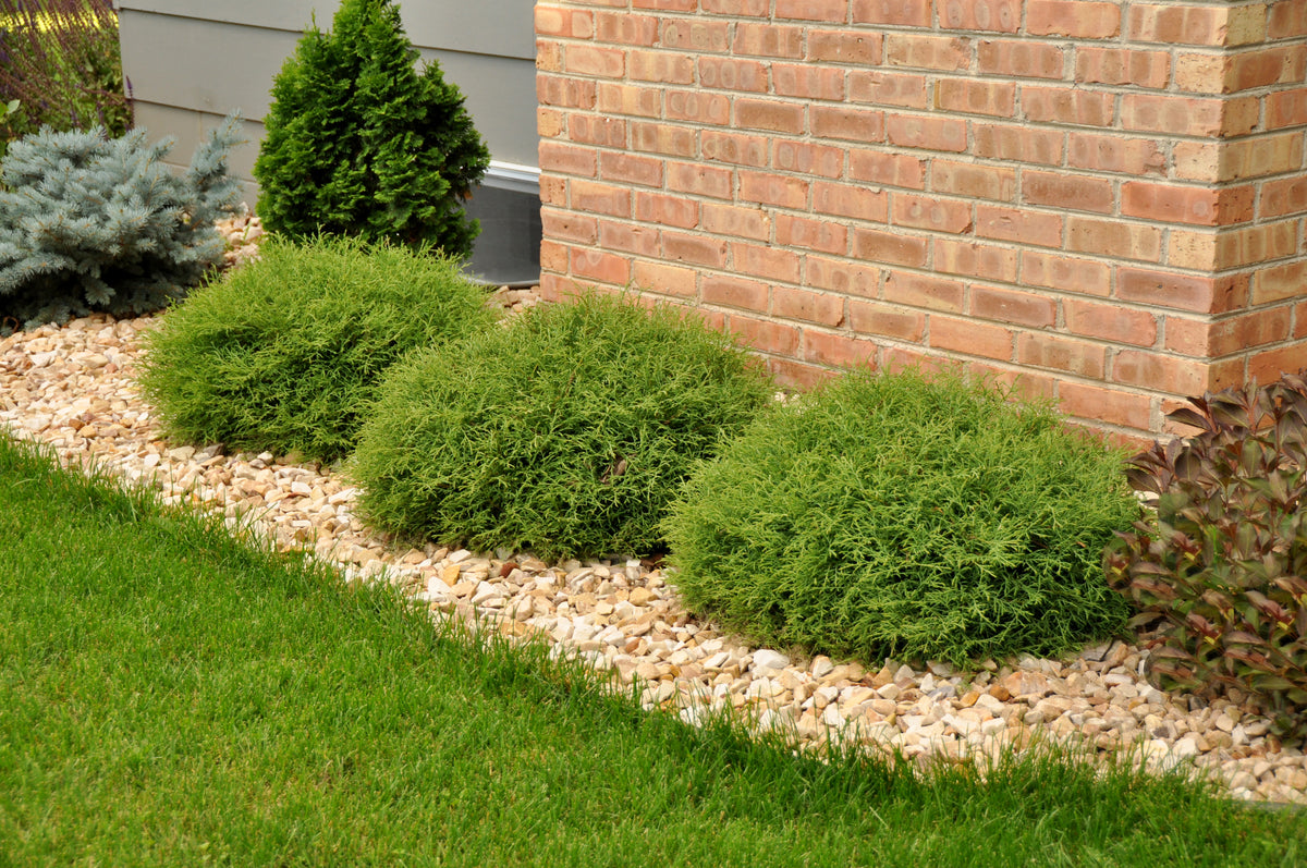 Mr. Bowling Ball® Arborvitae (Thuja occidentalis Mr. Bowling Ball®)