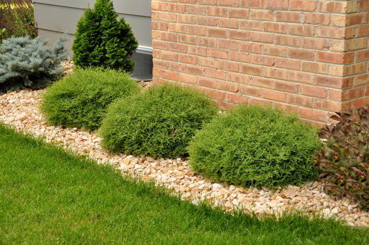 Mr. Bowling Ball® Arborvitae (Thuja occidentalis Mr. Bowling Ball®)