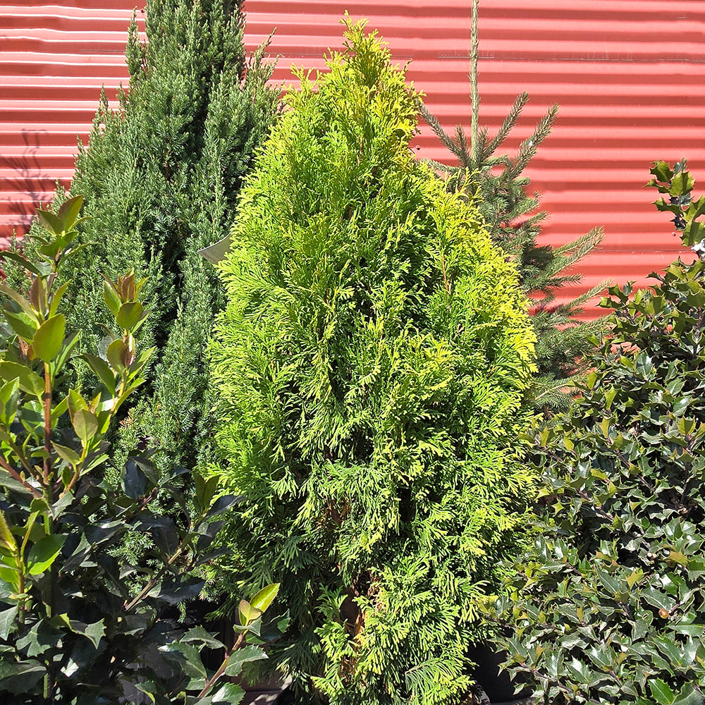 Amber Gold Arborvitae - photo 2