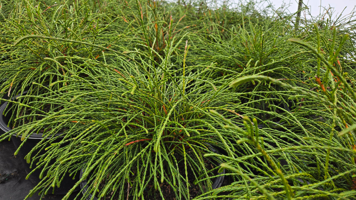 Whipcord Western Arborvitae (Thuja plicata 'Whipcord')
