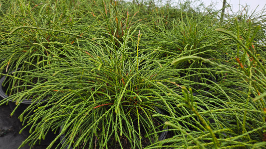 Whipcord Western Arborvitae (Thuja plicata 'Whipcord')