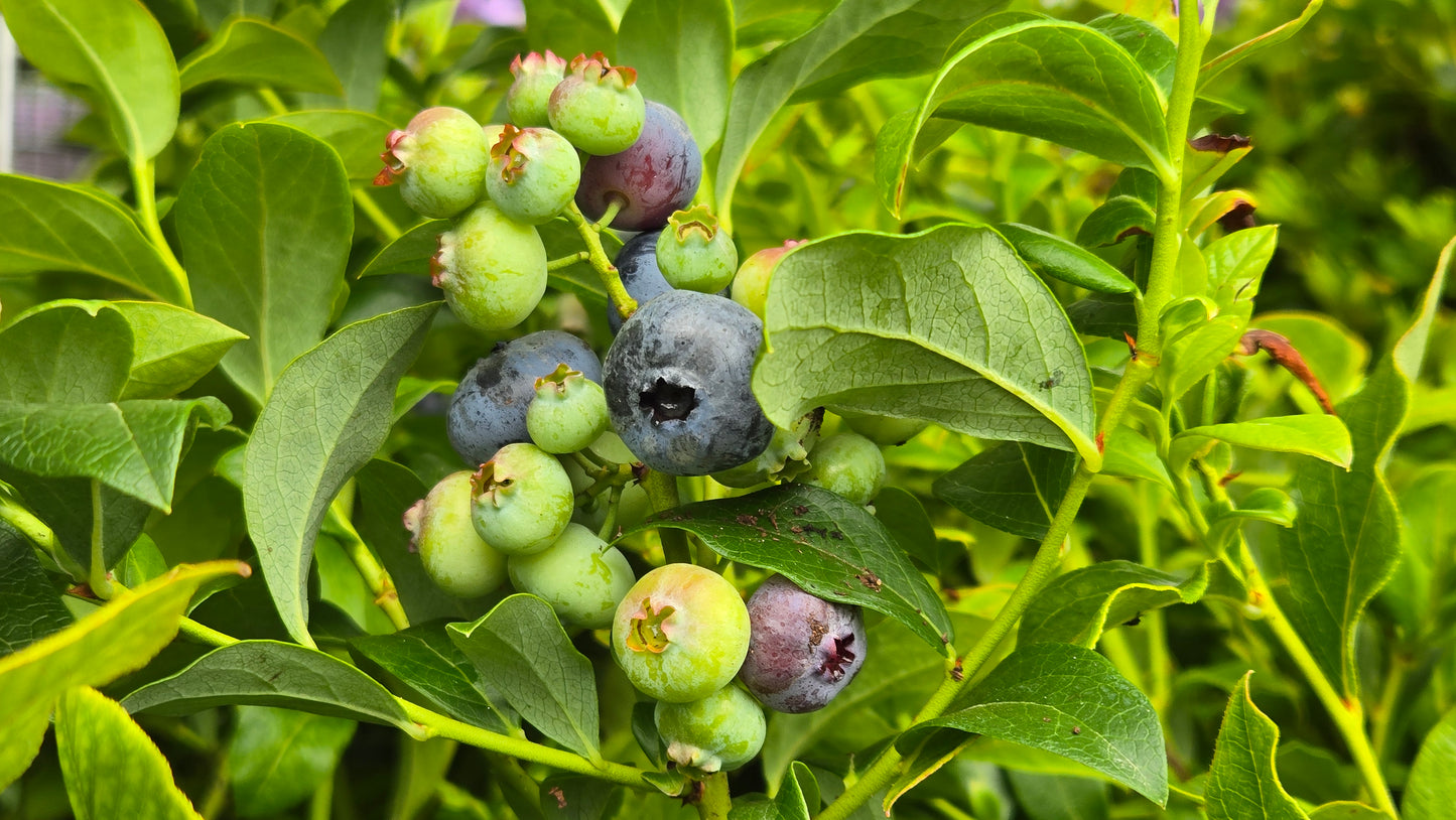 Blueray | Highbush Blueberry