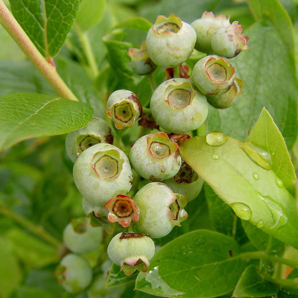 Patriot | Highbush Blueberry