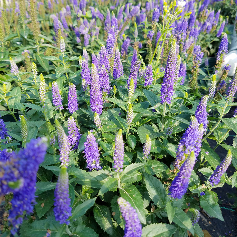 First Glory Speedwell (Veronica 'First Glory')
