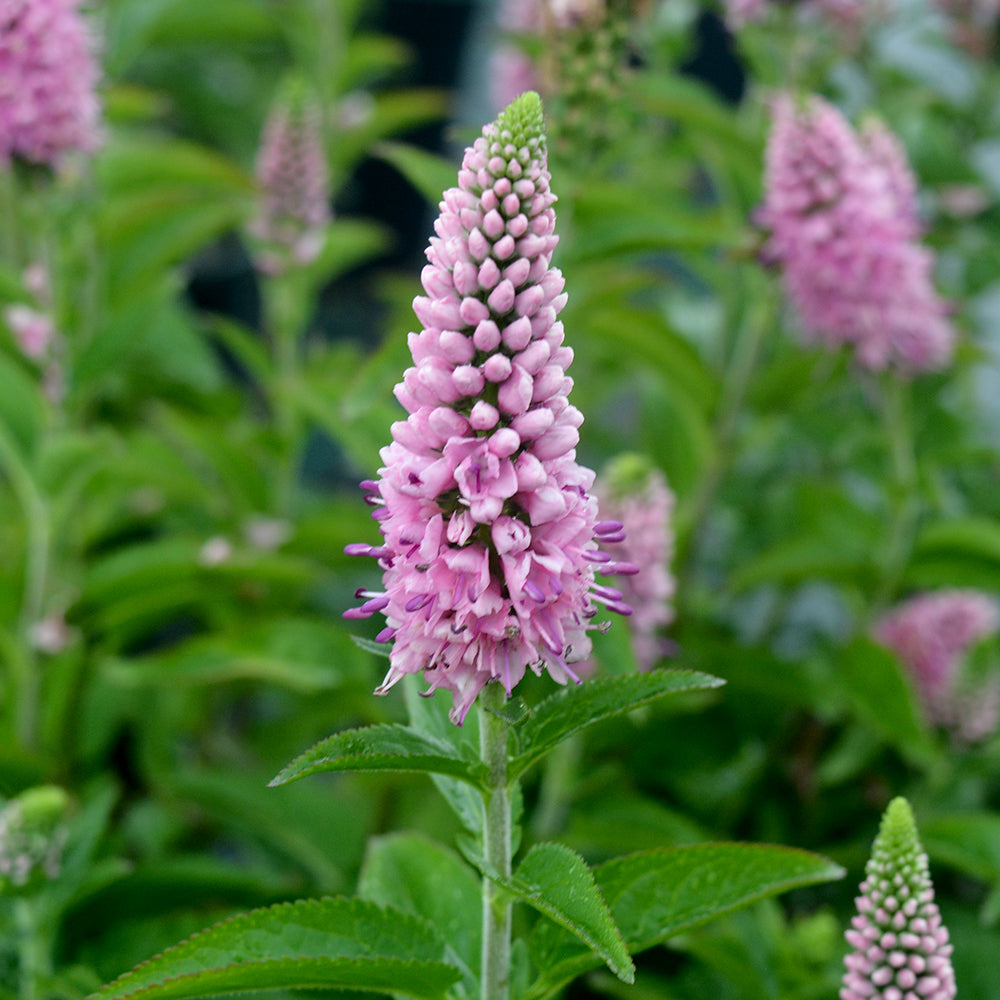 First Love | Speedwell